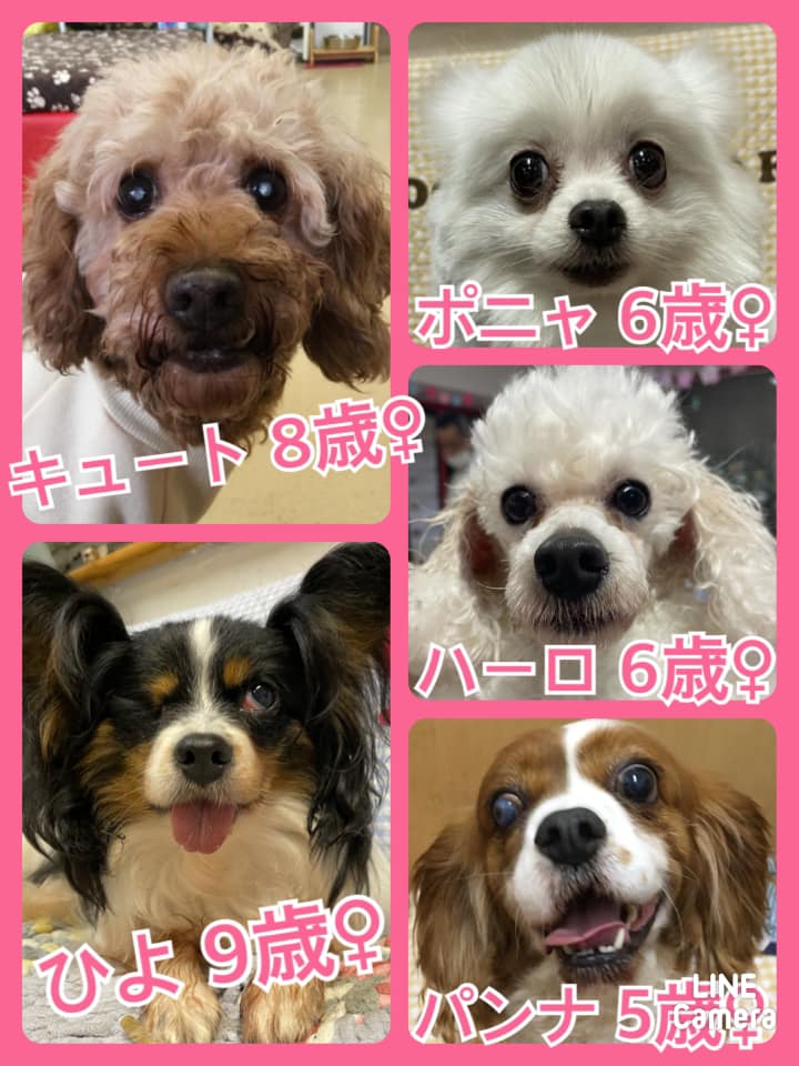 🐾今日の里親様募集中ワンコ🐶メンバーです🐾2021,2,27